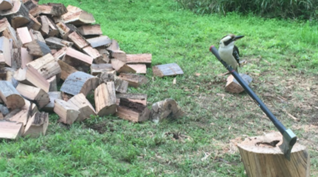 Kookaburra chopping wood